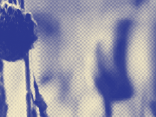 odporná fotka, jak barevně tak kompozičně